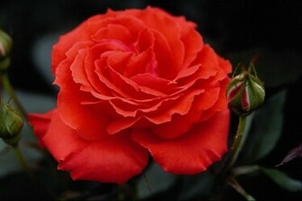 Nice Red Rose Flower Wallpaper All Flowers Send Comments