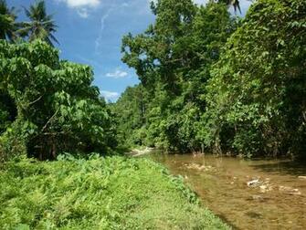 Jungle River Nature Wallpaper