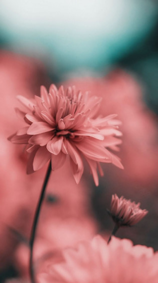 Bfe824c331638133daa11f36bcbef585 Wallpaper