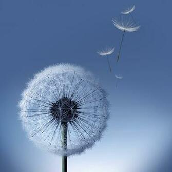 Galaxy S3 Dandelion HD Wallpaper