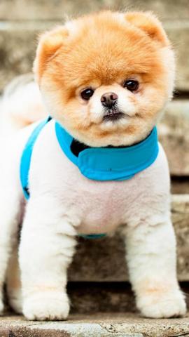 Pomeranian Puppy Ios Wallpaper Brand Thunder