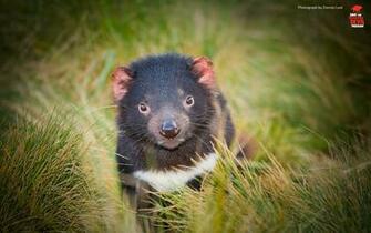 Tasmanian Devil Wallpaper