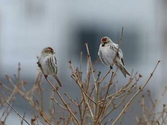 Redpoll Wallpaper