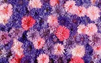 File Name Neat Flower Background