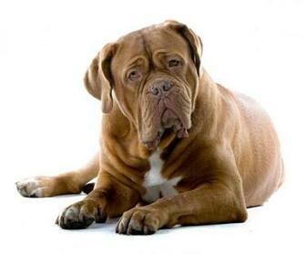 Cute Bullmastiff Dog Photo And Wallpaper Beautiful