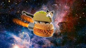 Everyone Needs A Cat Taco