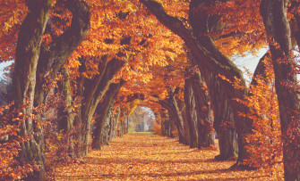 Fall Wallpaper