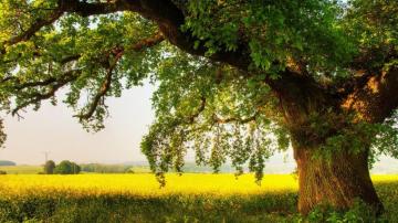 Oak Tree In Late Summer Wallpaper Background HD