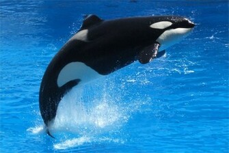 Shamu Wallpaper