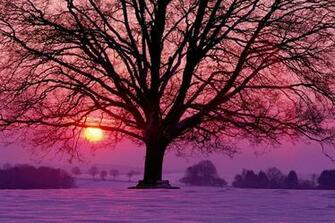 Sunset Snow Soleil Wallpaper