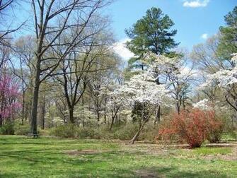 Desktop Wallpaper Widescreen Nature Tree Cherry Filesize