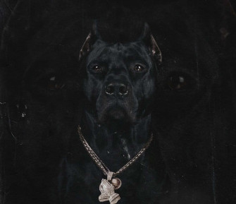 Black Pitbull Wallpaper