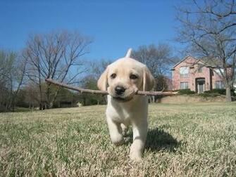 Cute Yellow Labrador Puppy And Cuddly Lab
