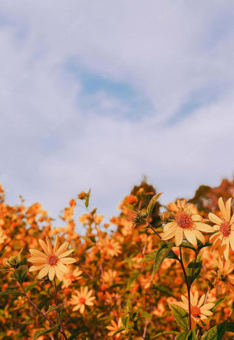 Aesthetic Nature Wallpaper