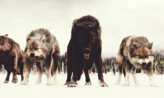 Wolf Pack Orgy