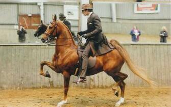 Smart Lady American Saddlebred Wallpaper
