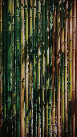 Bamboo Pictures Image Stock Photos