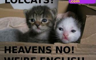 Lolcat Wallpaper For