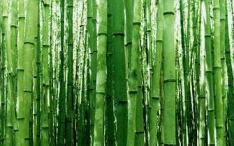 Bamboo Wallpaper On Artistic