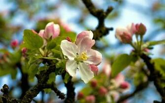 Apple Blossom Wallpaper 10wallpaper