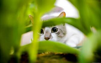 Cats Wallpaper Kitten HD Widescreen Desktop
