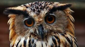 Wallpaper Owl Face Close Up Predator 4k Ultra HD