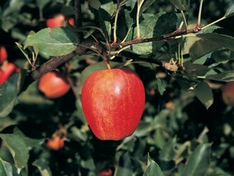 Red Apple Wallpaper