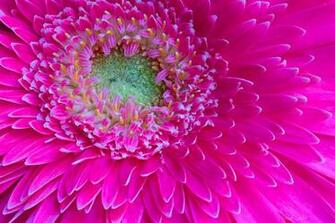 Hot Pink Gerber Daisy Wallpaper Creative Memes