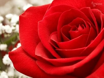 Rose Wallpaper