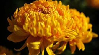 Wallpaper Fall Seeds The Time Flower Flowers