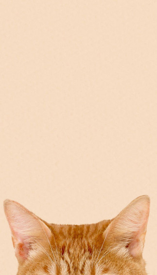 Cat Phone Wallpaper