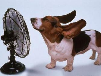 Pets Wallpaper Image Photos Pictures And Background For