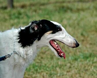 Cute Borzoi Dog Photo And Wallpaper Beautiful