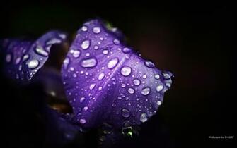 Violet Desktop Pc And Mac Wallpaper