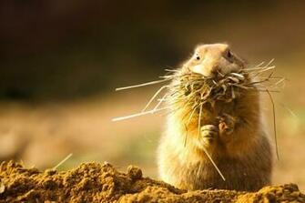 Gopher HD Wallpaper 7wallpaper Net