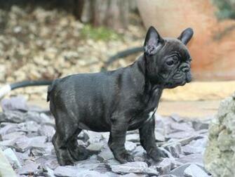 French Bulldog Puppies Wallpaper Pics Fun Animals Wiki Videos