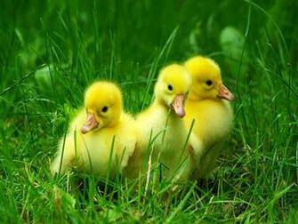 Wallpaper U Cute Beautiful Baby Ducks HD