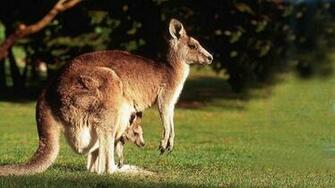 Animal Kangaroo With His Cute Baby Choice Wallpaper
