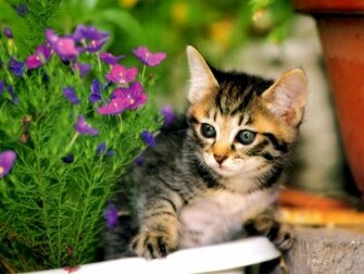 Funny HD Cat Wallpaper