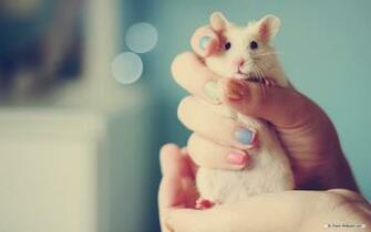 Wallpaper Animal Mice