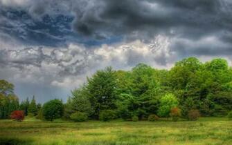 Gloomy Forest Wallpaper