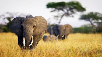 4k Elephant Wallpaper High Resolution Net