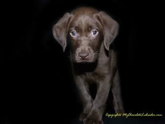 Chocolate Lab Puppy Wallpaper