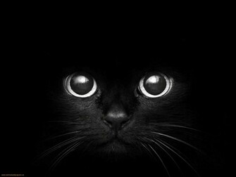Eyes Wallpaper Blue Cat Yellow Green Red Cats