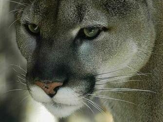 Com10 Mountain Lion Wallpaper For Your Mac