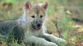 Wolf Wallpaper Background Pictures Photos