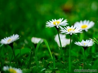 Daisy Flower Desktop Wallpaper Pc