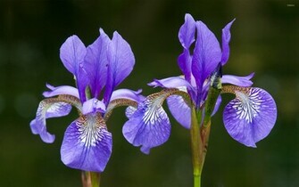 Iris Wallpaper Flower