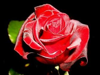 Big Red Rose Wallpaper HD