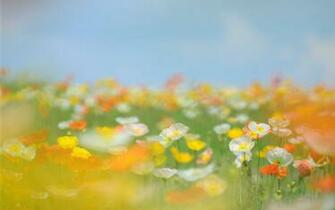 Field Flowers Wallpaper